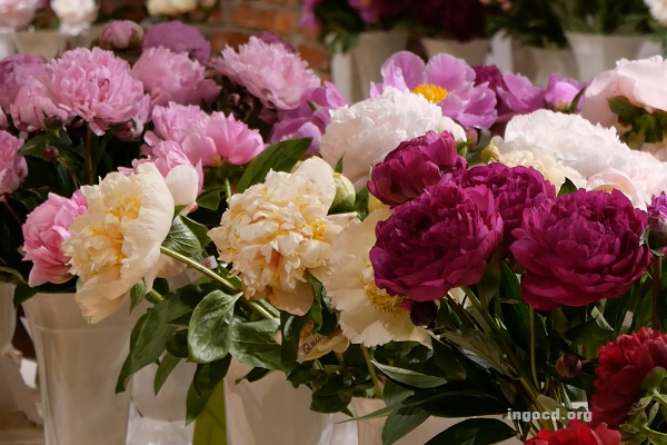 Всеукраїнська виставка квітів півоній